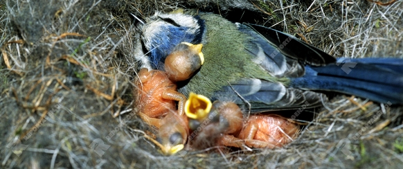 Blaumeisen im Nest, die kleinen Jungen werden gehuddert
