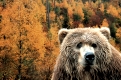 Brown Bear   /   (Ursus arctos)   /   Braunbaer