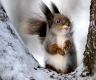 The squirrel in the winter in a tree fork.