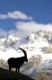 Steinbock als Silhouette abgebildet vor einem schnee bedecktem Bergmassiv