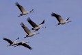 Common Crane, Grus grus, Graukranich, Europa, europe, Tiere, animals, Vogel, Voegel, birds, kranich, crane