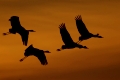 Common Crane, Grus grus, Graukranich, Europa, europe, Tiere, animals, Vogel, Voegel, birds, kranich, crane