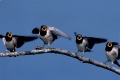 Rauchschwalbe, Hirundo rustica, Barn Swallow, Europe, Europa