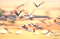 Weißstorch im Flug, Stimmungsaufnahme mit Wischtechnik, Serengeti NP, Tansania, Afrika - Vogelzug, White stork, Weissstorch, Ciconia ciconia, Weisstorch