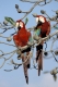 Green-winged macaw, Dunkelroter Ara,
Ara chloroptera, Grünflügelara, Gruenfluegelara,
Pantanal, Brazil, Brasilien., captive.
The World largest Wetland.
Photo: Fritz Poelking, Fritz Pölking

