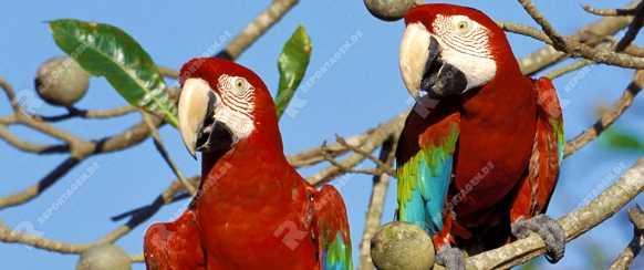 Green-winged macaw, Dunkelroter Ara,Ara chloroptera, Grünflügelara, Gruenfluegelara,Pantanal, Brazil, Brasilien., captive.The World largest Wetland.Photo: Fritz Poelking, Fritz Pölking