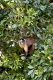 Brown capuchin, Cebus apella, Gehaupter Kapuziner (Apella)
Pantanal, the world largest wetland, Brazil, South America, Pantanal, grösstes Feuchtgebiet der Erde, Brasilien, Südamerika.