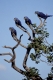 Hyacinthine macaw, Hyazinth-Ara,
Anodorhynchus hyacinthinus.
Pantanal, Brazil, Brasilien.
The World largest Wetland.
Photo: Fritz Poelking, Fritz Pölking
A nature document.