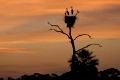 Jaribu stork, Jaribustorch,
Jaribu mycteria.
Pantanal, Brazil, Brasilien.
The World largest Wetland.
Photo: Fritz Poelking, Fritz Pölking
A nature document. 
