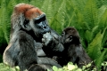 Western Gorillas, fale with young  /   (Gorilla gorilla gorilla)   /   Westlicher Flachlandgorillas, Maennchen mit Jungtier