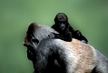 Western Gorillas, male carrying young  /   (Gorilla gorilla gorilla)   /   Westlicher Flachlandgorillas