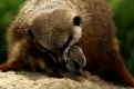 Erdmaennchen  traegt Jungtier   /   (Suricata suricatta)   /   Meerkat carrying young