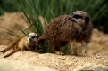 Erdmaennchen  und Jungtier   /   (Suricata suricatta)   /   Meerkat and young