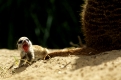Erdmaennchen, Jungtier, gaehnend   /   (Suricata suricatta)   /   Young Meerkat, yawning 