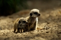 Erdmaennchen, Jungtiere   /   (Suricata suricatta)   /   Young Meerkats 