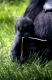 Western Gorilla, young  (Gorilla gorilla gorilla)   /   Westlicher Flachlandgorilla,  Jungtier 
