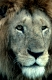 Loewe, Maennchen,
African Lion, Male
Panthera Leo
Masai Mara, Kenya, Kenia