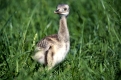 American Rhea, chick /   (Rhea americana)   /   Nandu, Jungvogel 