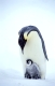 Emperor penguin, Kaiserpinguin,  Aptenodytes forsteri, 
Antarktis, Antarctica, Dawson-Lambton Glacier,
a nature document,
Original-Photo: Fritz Poelking, Fritz Pölking