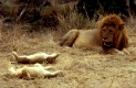 Afrikanischer Loewe, African Lion, Panthera Leo, Afrika, Africa