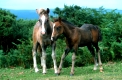 pony
dartmoor nationalpark
gb