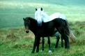 dartmoor pony
dartmoor nationalpark
gb