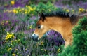 Exmoorpony
 Equus przewalskii f. caballus, domestic horse
