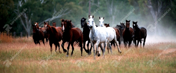 australian stockhorse herde galopp

cd2b poster