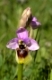 Ophrys tenthredinifera, Wespen-Ragwurz - Sawfly orchid