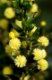 Mimose, Acacia armata, Kängurudorn, hedge wattle, kangaroo thorn, paradox acacia, prickly wattle
