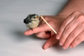 Blaumeise, Jungvogel, Findelkind auf Finger