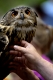Uhu, Bubo bubo, Eurasian Eagle Owl, Europe, Europa