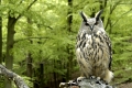Uhu, Bubo bubo, Eagle Owl, Europe, middle-Europe, Europa, Mitteleuropa