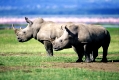 Breitmaulnashorn, White Rhinoceros, Lake Nakuru, Kenia, Kenya, Afrika, Africa