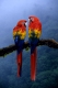 Scarlet Macaws   /   (Ara macao)   /   Hellrote Aras, Arakangas