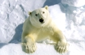 Polar bear, Eisbaer, Eisbär, Ursus maritimus, in summer,
Spitzbergen, Svalbard,