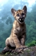 Baby Florida-Panther ( Puma ), Felis concolor coryi  
( captive )
Big Cyress Preserve / Florida, USA