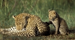Leopard, female & cub
Panthera pardus
Masai Mara, Kenya

Photo: Fritz Poelking
A nature document.