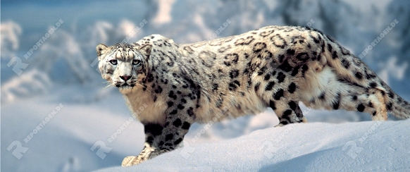 Snow Leopard   /   (Panthera unica, Unica unica)   /   Schneeleopard, Irbis
