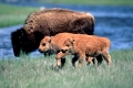 Bison
Calves Walking
Yellowstone, USA