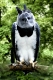 Harpy Eagle   /   (Harpia harpyja)   /   Harpyie   /   [Tiere, animals, Regenwald, tropical rain forest, Suedamerika, south america, Vogel, Voegel, birds, Greifvoegel, birds of prey, aussen, outside, Baum, tree, Ast, Zweig, branch, frontal, head-on, von vorne, adult, Hochformat, vertical, gefaehrlich, Gefahr, dangerous]