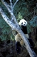 Giant Panda, Grosser Panda, Ailuropoda melanoleuca, Panda centre, Wolong Valley, Himalaya, China.
captive,
Original photo: Fritz Poelking, Fritz Pölking