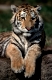 Junger Sibirischer Tiger
captive