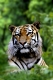 Sibirian Tiger  / (Panthera tigris altaica) / Sibirischer Tiger