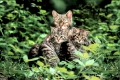Europaeische Wildkatze mit Jungtieren
Deutschland