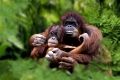 Sumatran Orang Utans, female with youngs   /   (Pongo pygmaeus abelii)   /   Sumatra-Orang-Utans, Weibchen mit Jungtier