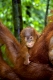 Sumatra Orang Utan, Baby klammert sich an seine Mutter,  Pongo abelii, Baby clings on its mother, Gunung-Leuser Nationalpark, Sumatra, Indonesien