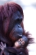 Orang Utan, Mutter mit Baby
pongo pygmaeus
Bornean Orangutan , muttertier, mutter, weibchen, female, mit jungtier, baby, nachwuchs, mother with baby, young animal, , jungtier, young animal, baby