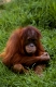 Young Sumatran Orang Utan  /   (Pongo pygmaeus abelii)   /   Sumatra-Orang-Utan, Jungtier   /   [Suedostasien, southeast asia, Tiere, animals, Saeugetiere, mammals, Menschenaffen, Primaten, apes, primates, aussen, outside, frontal, head-on, von vorne, Wiese, Gras, meadow, grass, rot, red, nachdenklich, thoughtful, sitzen, sitting, Hochformat, vertical]