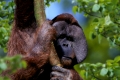 Sumatra Orang Utan, male  /   (Pongo pygmaeus abelii)   /   Sumatra-Orang-Utan, maennlich